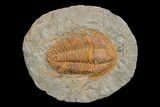 Bargain, Hamatolenus vincenti Trilobite - Tinjdad, Morocco #173245-1